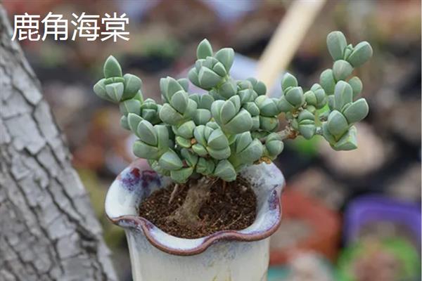冬天养什么花，适合养虎刺梅、水仙花等