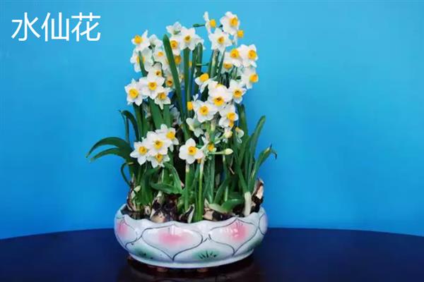 冬天养什么花，适合养虎刺梅、水仙花等
