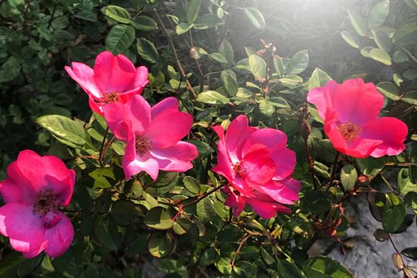 刺玫花黄叶的原因，可能是光照不足或浇水不当所致