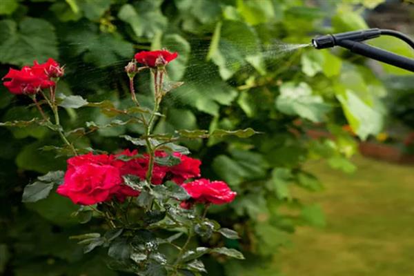 冬天养什么花，适合养虎刺梅、水仙花等