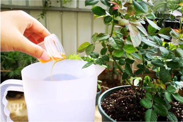 刺玫花黄叶的原因，可能是光照不足或浇水不当所致