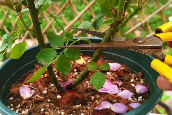 刺玫花黄叶的原因，可能是光照不足或浇水不当所致