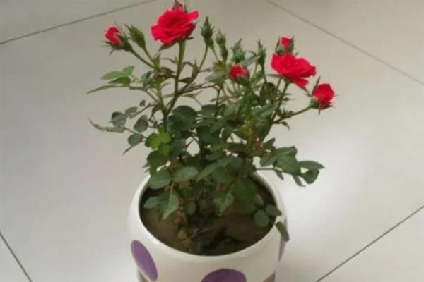 刺玫花黄叶的原因，可能是光照不足或浇水不当所致