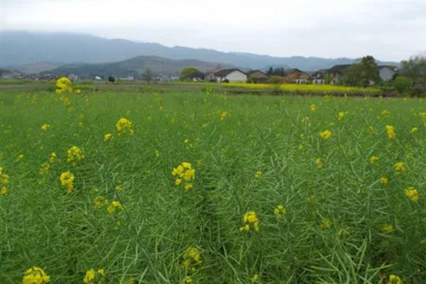春天怎么管理油菜，定期喷施磷酸二氢钾可提高产量