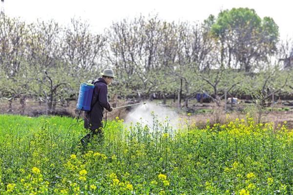 春天怎么管理油菜，定期喷施磷酸二氢钾可提高产量