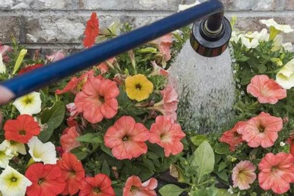 牵牛花夏天多久浇水一次，1-2天浇一次