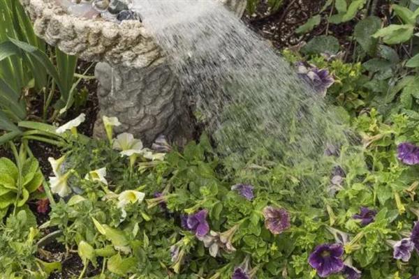 牵牛花夏天多久浇水一次，1-2天浇一次