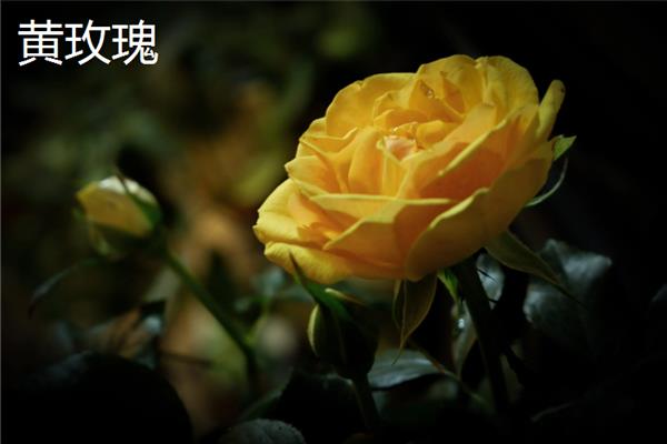 花语是对不起的花卉有哪些，常见黄玫瑰、风信子、石生花等品种