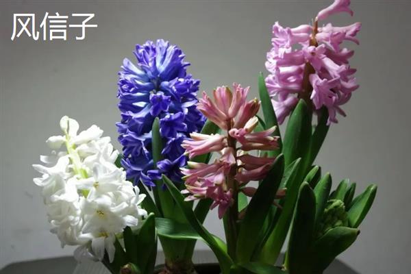 花语是对不起的花卉有哪些，常见黄玫瑰、风信子、石生花等品种