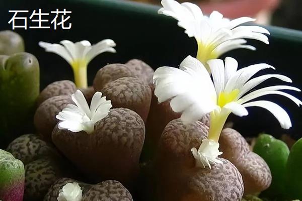 花语是对不起的花卉有哪些，常见黄玫瑰、风信子、石生花等品种