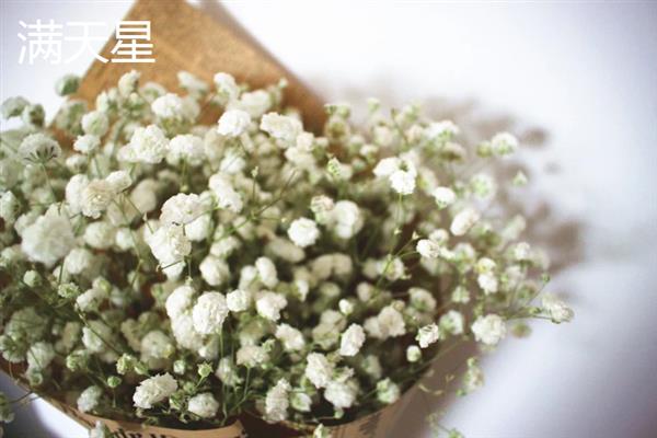 花语是对不起的花卉有哪些，常见黄玫瑰、风信子、石生花等品种