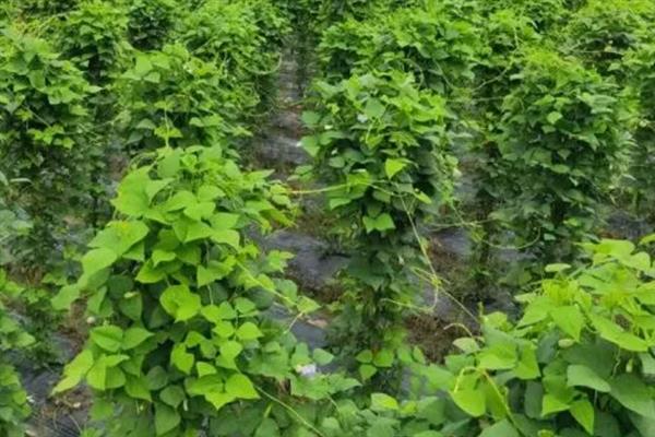 四棱豆的种植技术，应该注意控制肥水量