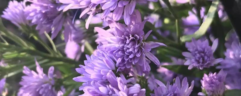 紫色重瓣孔雀草的花语，寓意爽朗、活泼等