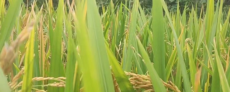 中国本土作物的原始分布格局，分布格局为南稻北粟