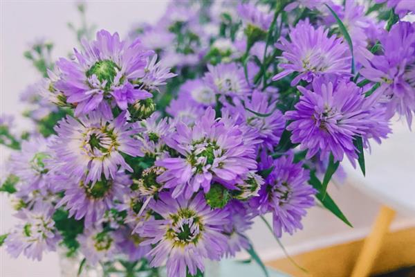 紫色重瓣孔雀草的花语，寓意爽朗、活泼等