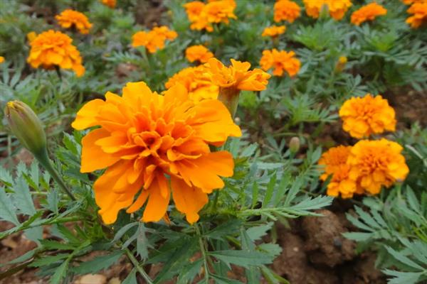 紫色重瓣孔雀草的花语，寓意爽朗、活泼等
