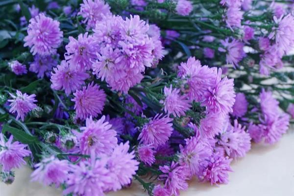 紫色重瓣孔雀草的花语，寓意爽朗、活泼等