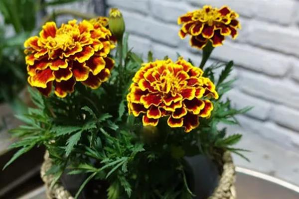 紫色重瓣孔雀草的花语，寓意爽朗、活泼等