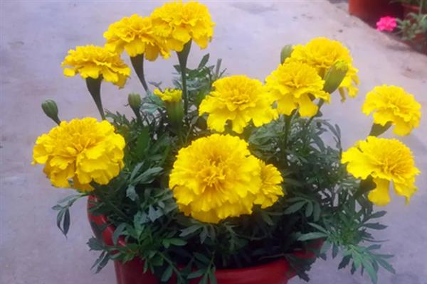 紫色重瓣孔雀草的花语，寓意爽朗、活泼等