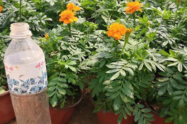 紫色重瓣孔雀草的花语，寓意爽朗、活泼等
