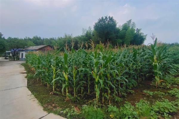 中国本土作物的原始分布格局，分布格局为南稻北粟