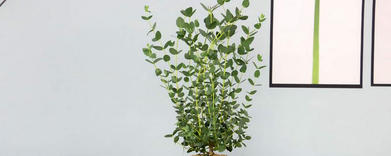 尤加利的花语，寓意恩赐、回忆等