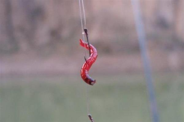 钓鱼用蚯蚓还是红虫，红虫更适合与商品饵搭配使用