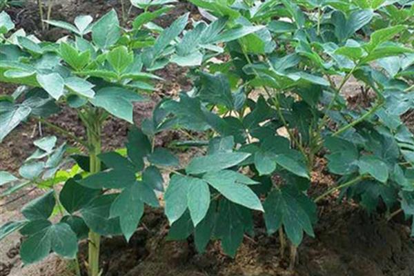 牡丹的种植方法，播种后覆盖薄膜可以保温保湿