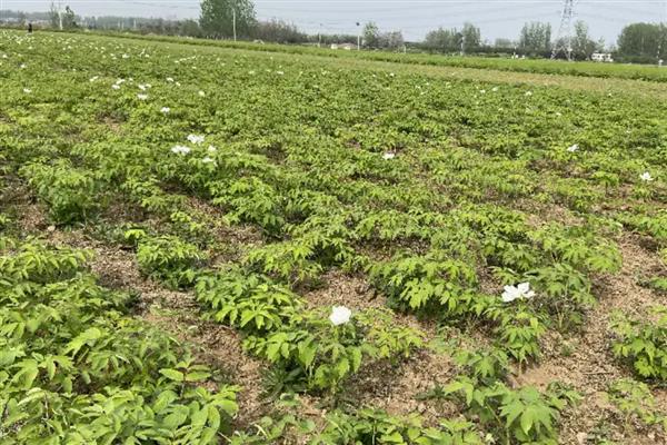 牡丹的种植方法，播种后覆盖薄膜可以保温保湿