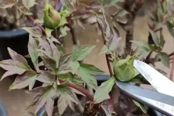 牡丹的种植方法，播种后覆盖薄膜可以保温保湿