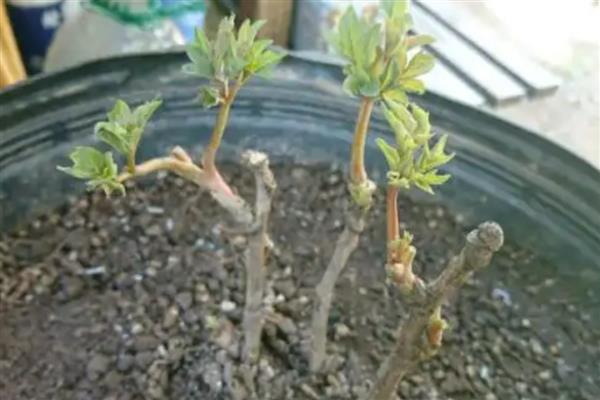 牡丹的种植方法，播种后覆盖薄膜可以保温保湿