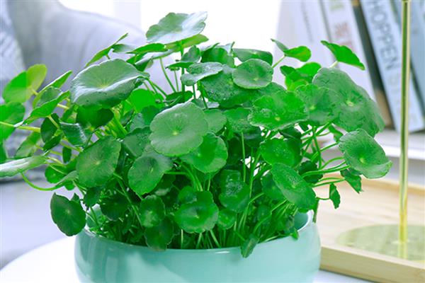 为什么不能摆放过多的绿色植物，晚上会释放二氧化碳影响空气质量