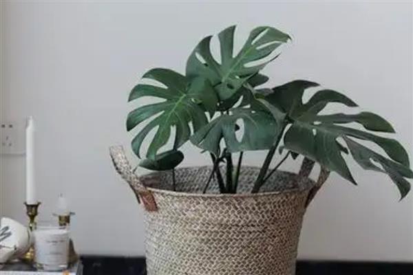 为什么不能摆放过多的绿色植物，晚上会释放二氧化碳影响空气质量
