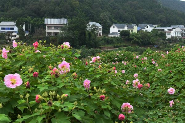 给芙蓉花剪枝的方法，顶端间距小的枝条要剪除