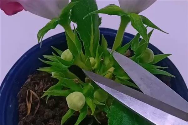 给芙蓉花剪枝的方法，顶端间距小的枝条要剪除