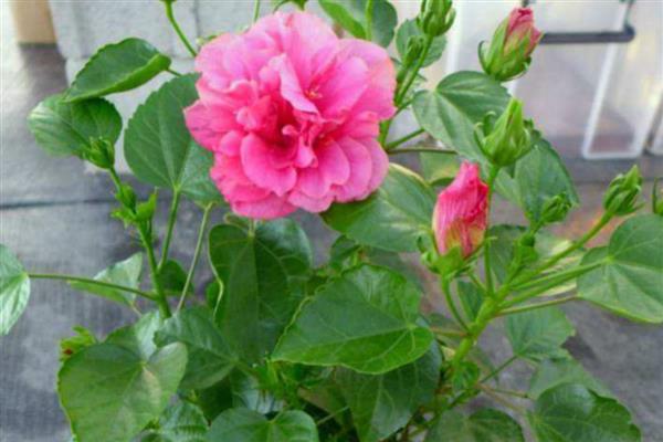 给芙蓉花剪枝的方法，顶端间距小的枝条要剪除