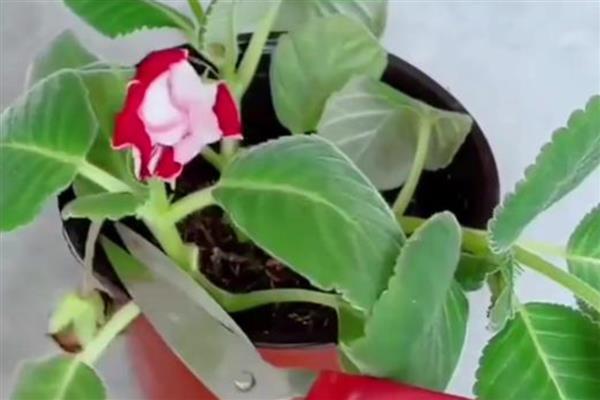给芙蓉花剪枝的方法，顶端间距小的枝条要剪除