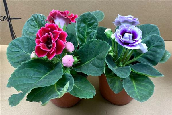 给芙蓉花剪枝的方法，顶端间距小的枝条要剪除