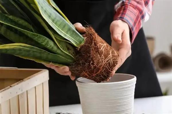 花卉里有蚂蚁如何处理，采取换土、喷药等措施均可防治