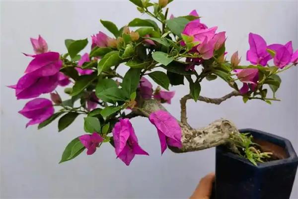 三角梅如何养花开不断，需充足的光照和水分等