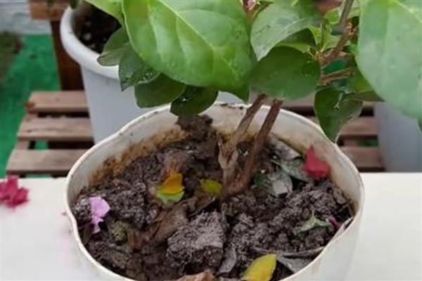 三角梅如何养花开不断，需充足的光照和水分等
