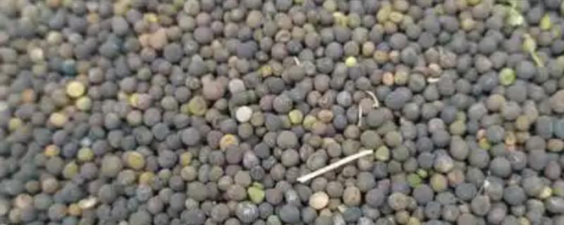 怎么种甜椒籽,栽种时需进行育苗处理