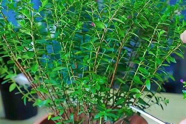 满天星怎么养殖，花期前后需追施氮磷钾混合肥