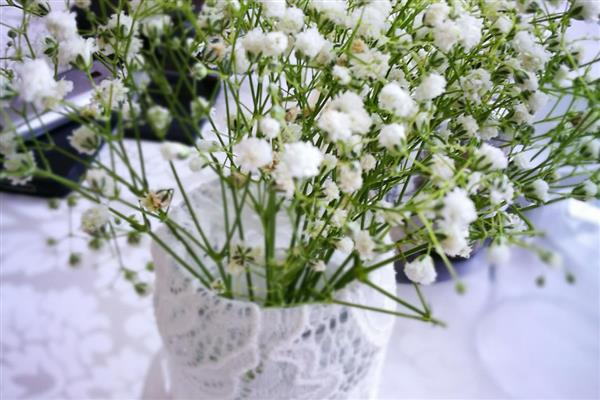 满天星怎么养殖，花期前后需追施氮磷钾混合肥