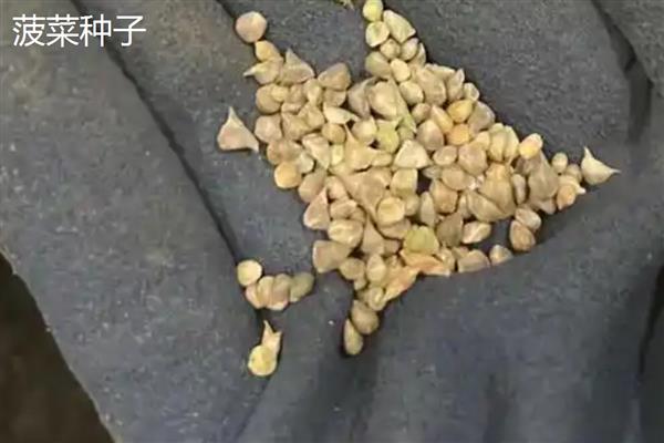 蔬菜种子怎么分辨新种和陈种，光泽、气味、颜色等方面均不同
