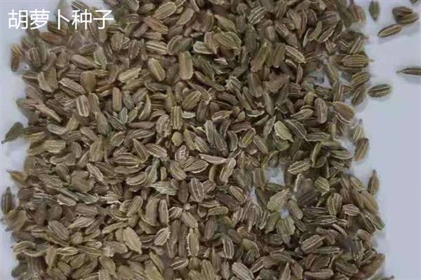蔬菜种子怎么分辨新种和陈种，光泽、气味、颜色等方面均不同
