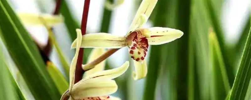 兰花有什么特点，花葶侧生或生于假鳞茎基部