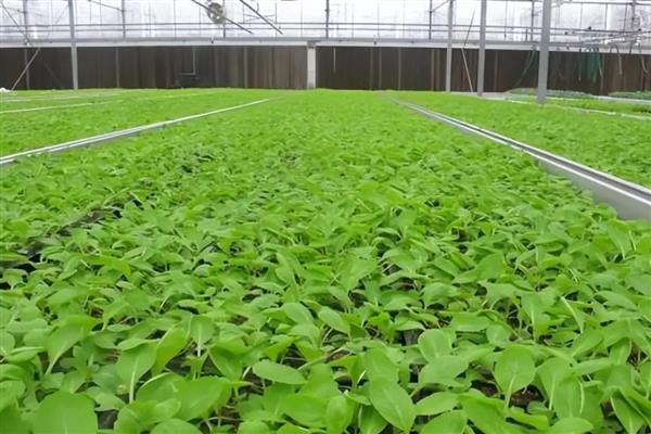 蔬菜种子怎么分辨新种和陈种，光泽、气味、颜色等方面均不同