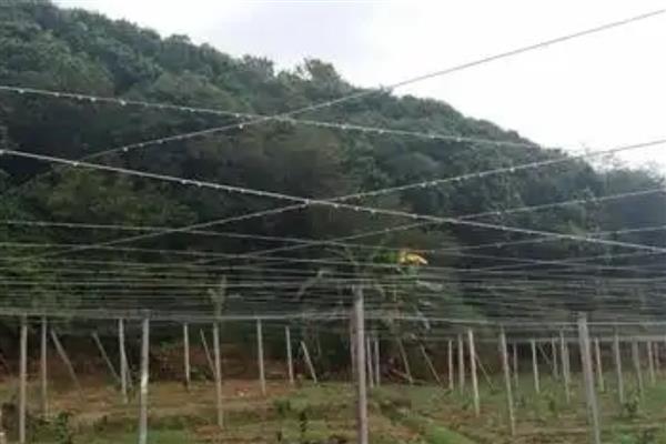 软枣猕猴桃是不是嫁接而来，是自然野生品种分化形成