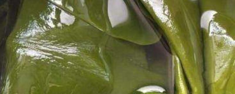 醋泡海带一般用哪种，选择熟海带口感会更好